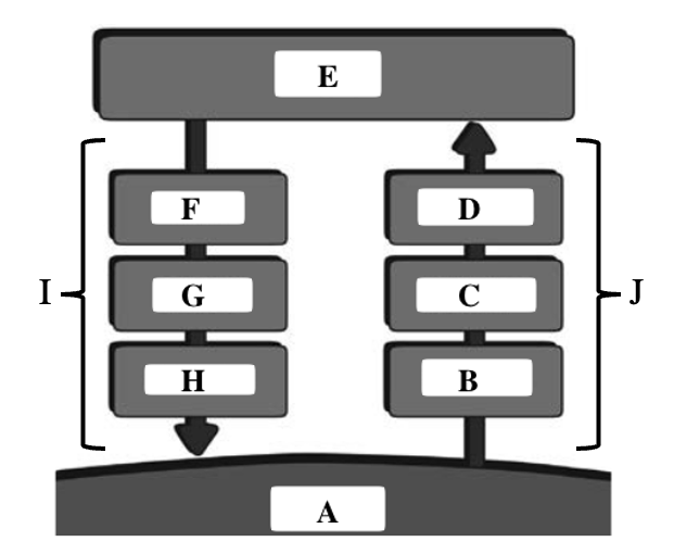 action cycle