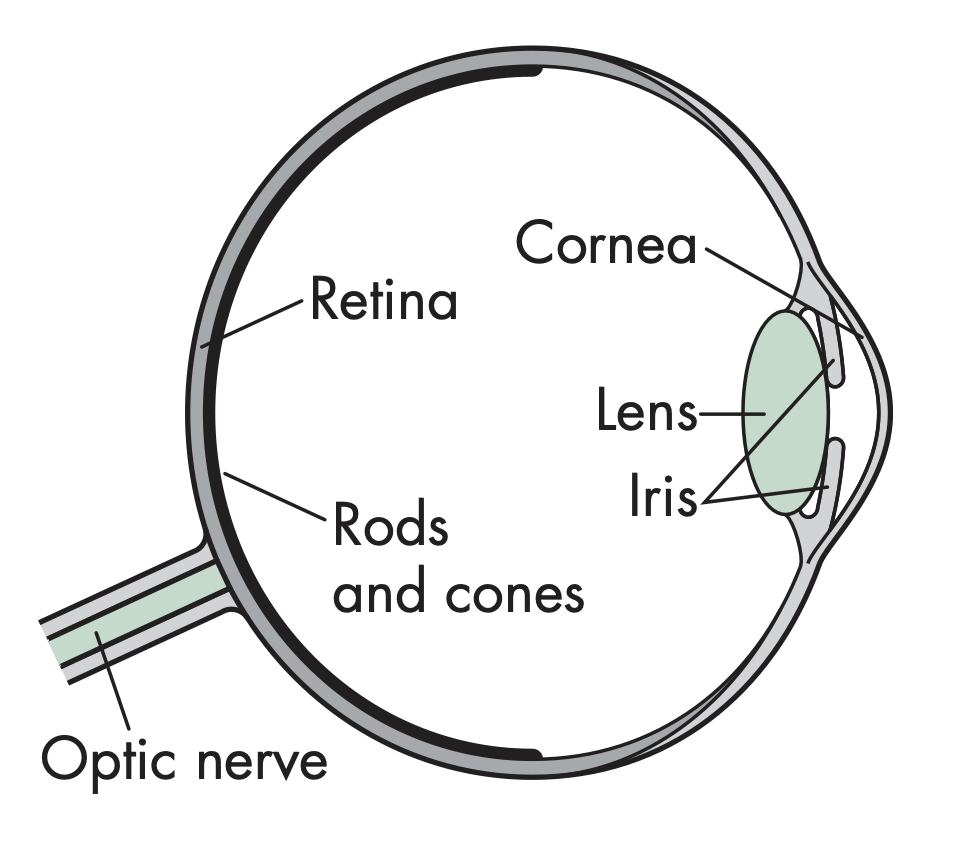 The human visual system